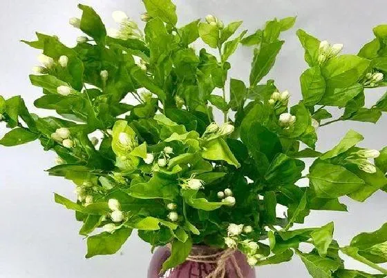 室内摆放|家里种茉莉花风水好吗