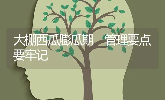 大棚西瓜膨瓜期 管理要点要牢记 | 瓜果种植