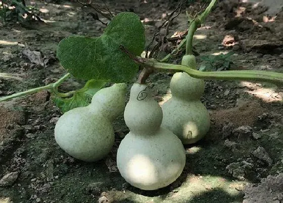 种植管理|葫芦几月份种植合适