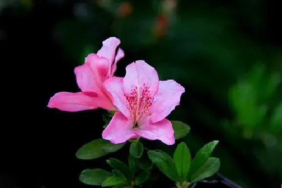 植物修剪|杜鹃花开花后怎么修剪 开完花后剪枝方法