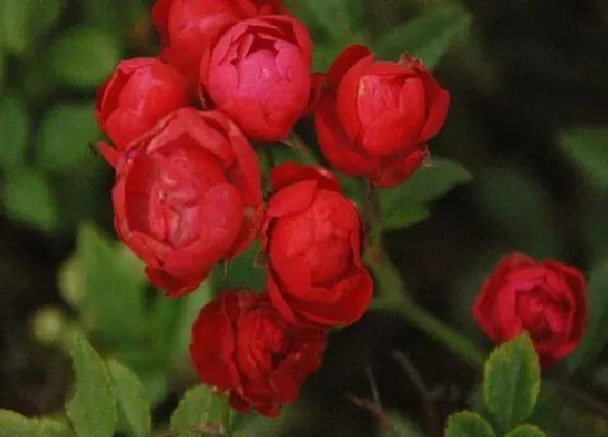 花期|钻石月季一年开几次花