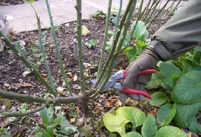 植物修剪|月季什么季节修剪最合适，月季花冬季修剪时间和方法）