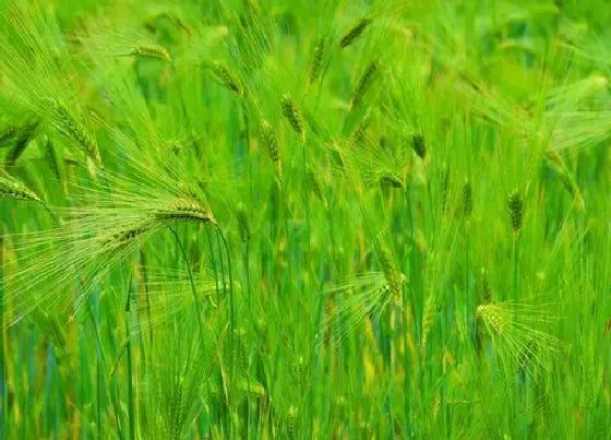 果实成熟|青稞什么季节成熟