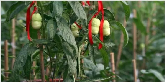 盆栽人参果怎么修剪 | 种植资料