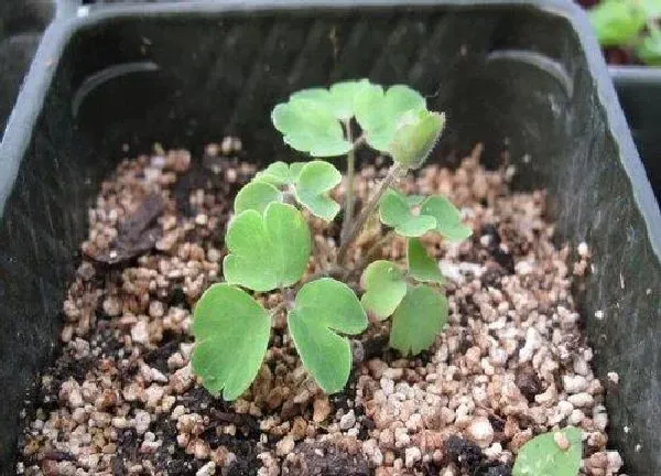 盆景|耧斗菜用多大的盆合适