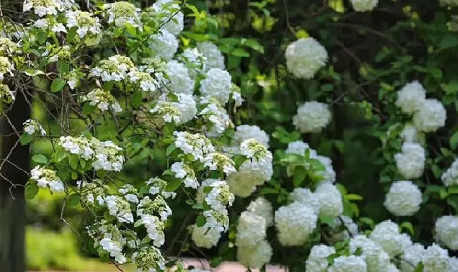 植物百科|琼花是什么花科的变种（扬州琼花象征着什么含义）