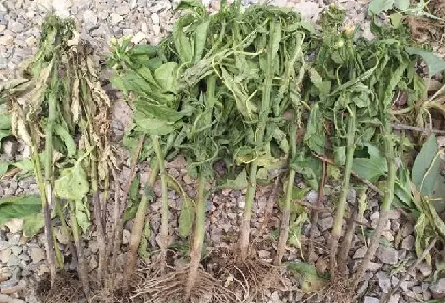 植物病害|辣椒疫病是什么引起的（辣椒疫病原因、危害症状及防治）