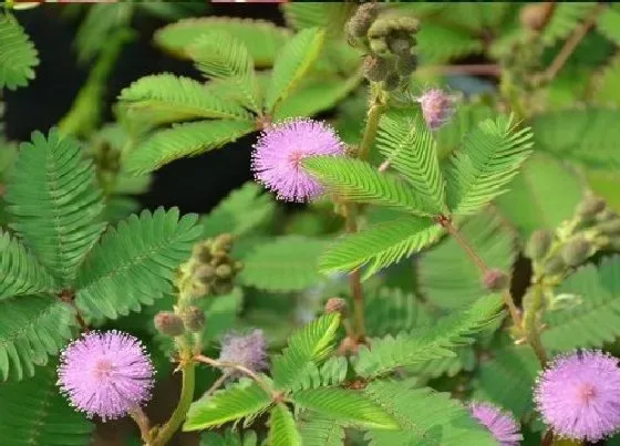 植物寓意|含羞草代表什么象征意义 花语代表什么精神品质