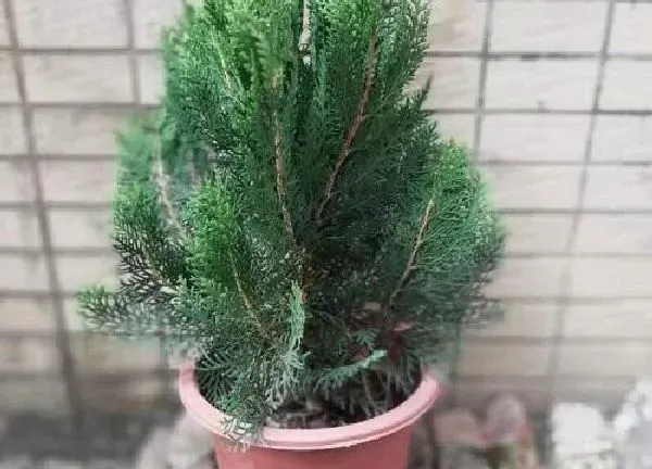 植物浇水|侧柏多久浇一次水