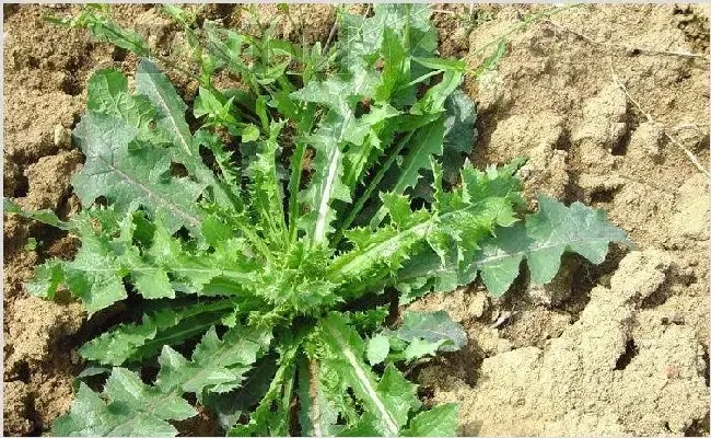 精喹禾灵10%乳油使用要注意什么？ | 植物病害