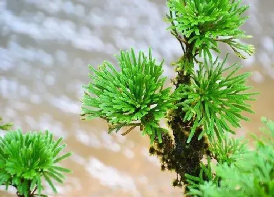 生长环境|卷柏生长环境条件及特点