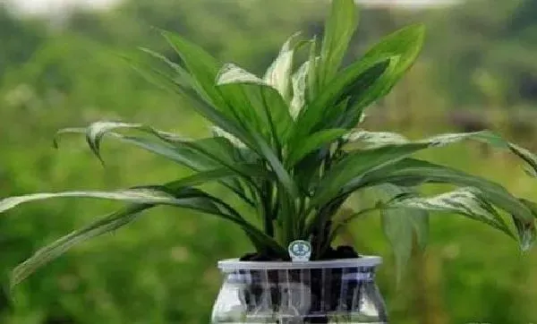 植物浇水|万年青浇水要浇透吗 浇水浇多少合适