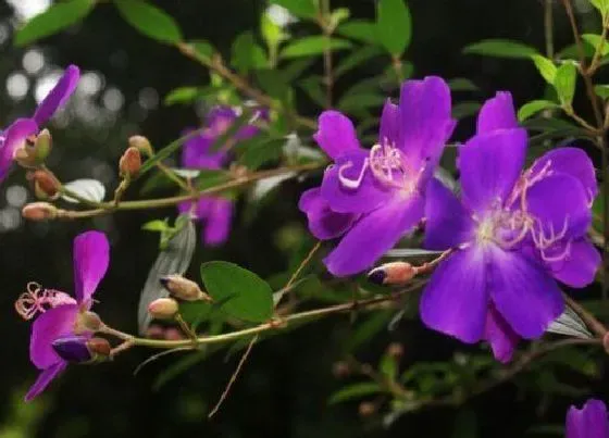 花期|巴西野牡丹花期是什么时候