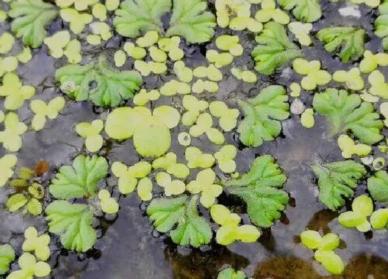 植物百科|浮萍开花吗 属于开花植物