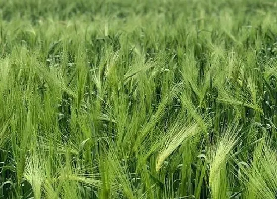 果实成熟|青稞什么季节成熟