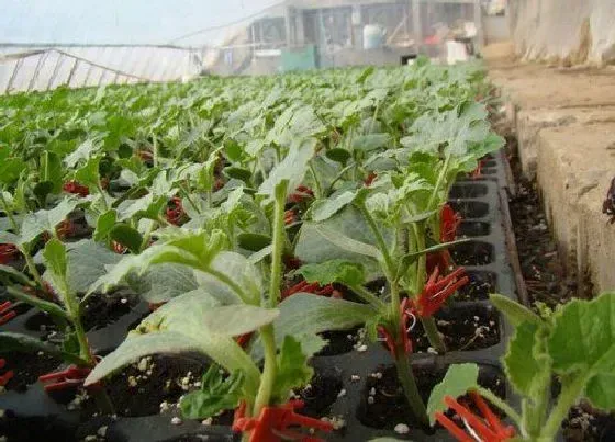 植物百科|西瓜苗可以淋雨吗