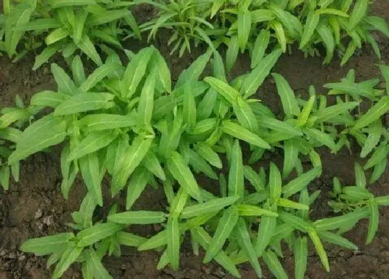 植物种类|紫苏和藿香是同一种植物吗 区别图片
