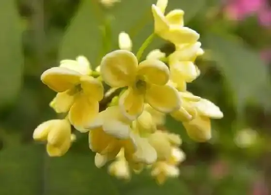 种植百科|自家楼顶可以种桂花树吗