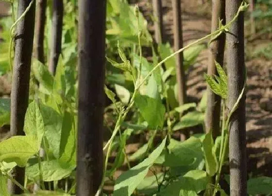 种植方法|豆角种植方法步骤 豆角种植时间和技术