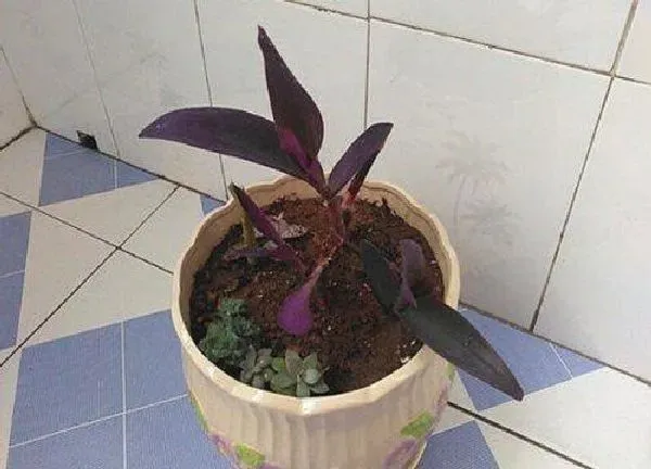 植物生根|紫罗兰扦插多久生根 怎么扦插容易生根成活