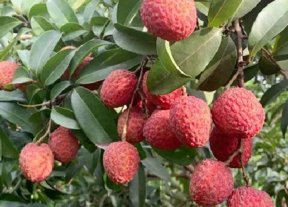 果实科普|荔枝几月开花几月结果 什么季节结果成熟