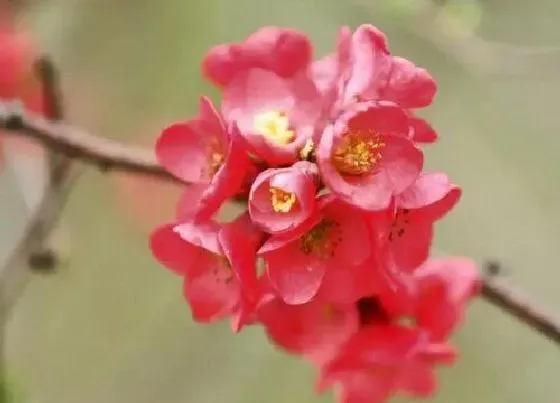 开花时间|盘龙香一年开几次花 什么时候开花