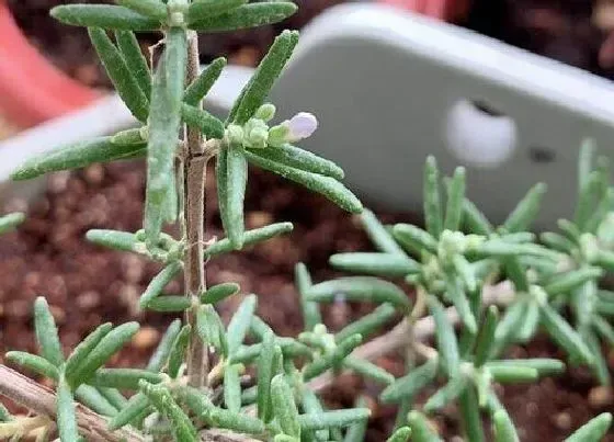 种植土壤|迷迭香可以地栽吗