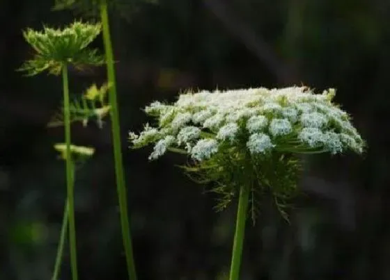 植物百科|萝卜会开花吗 在什么时候会开花