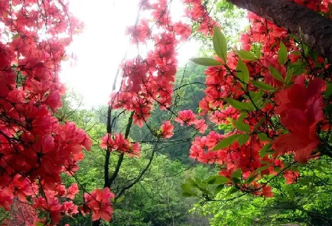 植物百科|杜鹃花分布在我国什么地方（中国杜鹃花有名的省份地区 ）