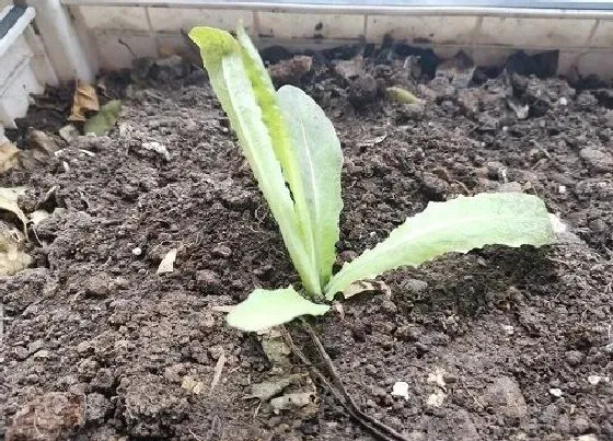 植物百科|莴苣是什么季节的菜