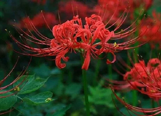 花语|彼岸花的寓意是什么花语（彼岸花代表什么象征与寓意）