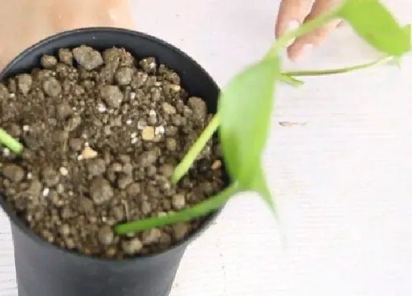 植物扦插|绿萝几月份扦插最好