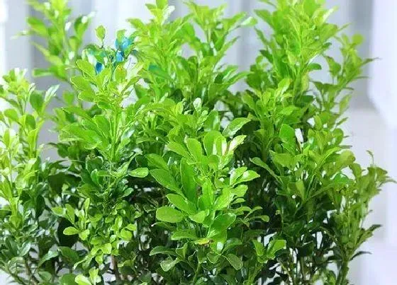 植物百科|米兰是什么植物