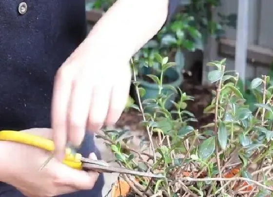 植物修剪|金鱼吊兰怎么修剪，修剪时间与方法）