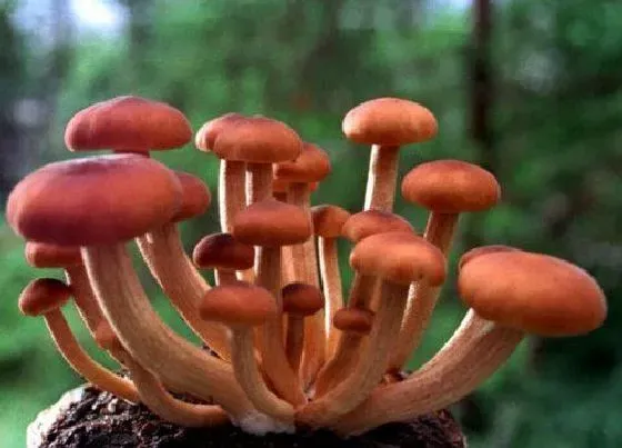 植物百科|茶树菇生长在什么地方