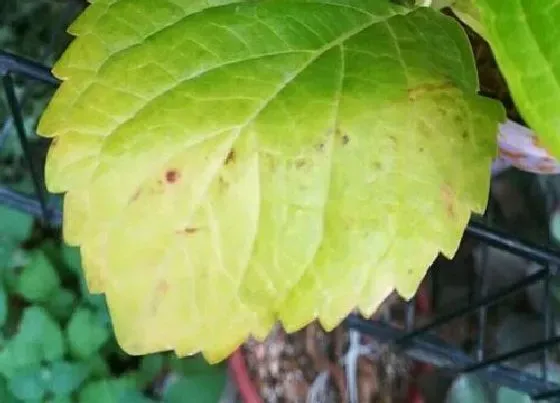 叶子发黄|薄荷叶片发黄原因和处理方法bb