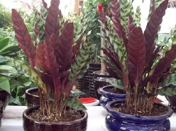 养殖科普|虎皮兰喜水吗 虎皮兰是喜水植物吗