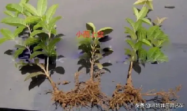 植物扦插|桂花树怎么扦插成活率最高（桂花扦插生根最快方法）