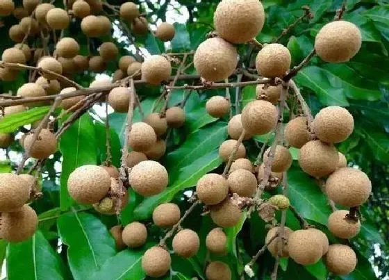 种植管理|龙眼什么季节种植合适