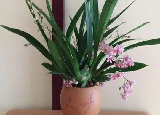 植物寓意|兰花开花预示着什么意思