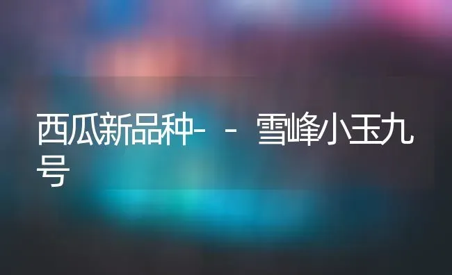 西瓜新品种--雪峰小玉九号 | 瓜果种植