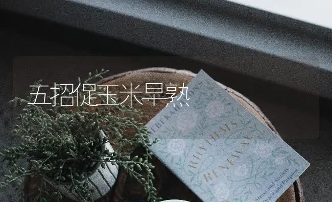 五招促玉米早熟 | 粮油作物种植