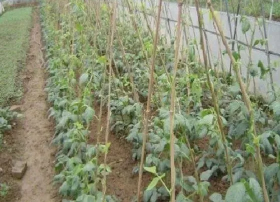 种植管理|豆角种植时间和收获时间