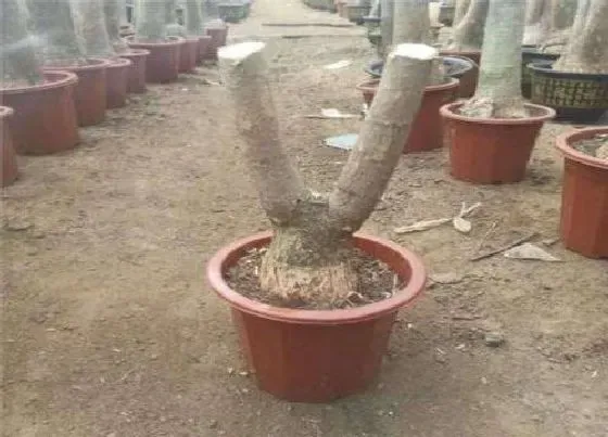 植物嫁接|发财树可以嫁接吗