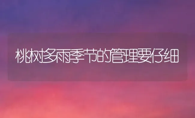 桃树多雨季节的管理要仔细 | 瓜果种植