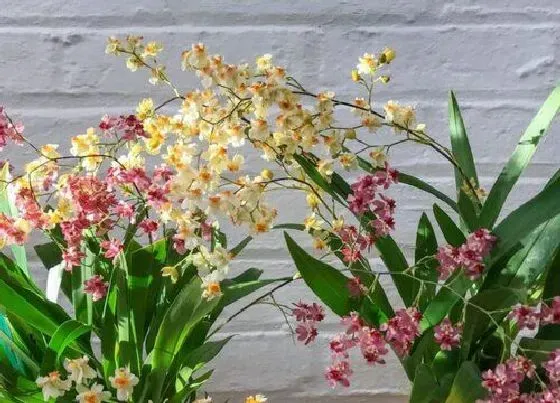 植物寓意|兰花开花预示着什么意思