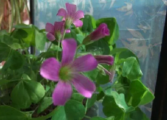 植物百科|幸运草开花吗 开花什么样子