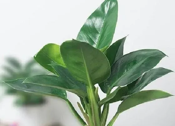 植物百科|金钻的繁殖方法 繁殖时间和注意事项