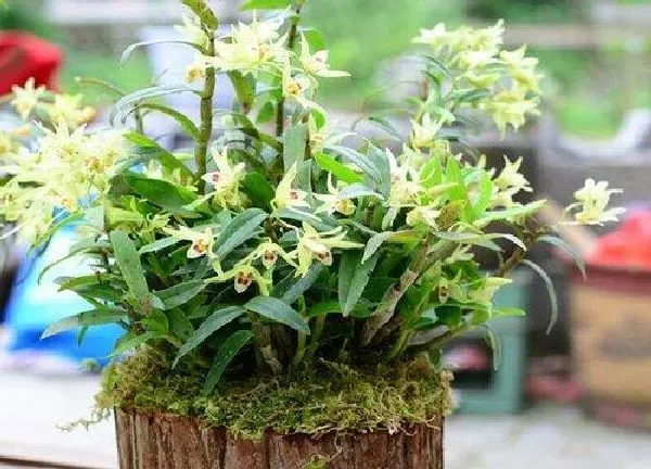 植物生根|如何让石斛快速生根发芽