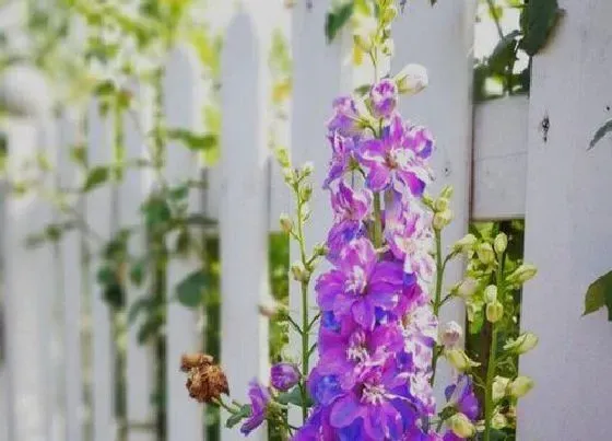 花期|大花飞燕草花期是什么时候
